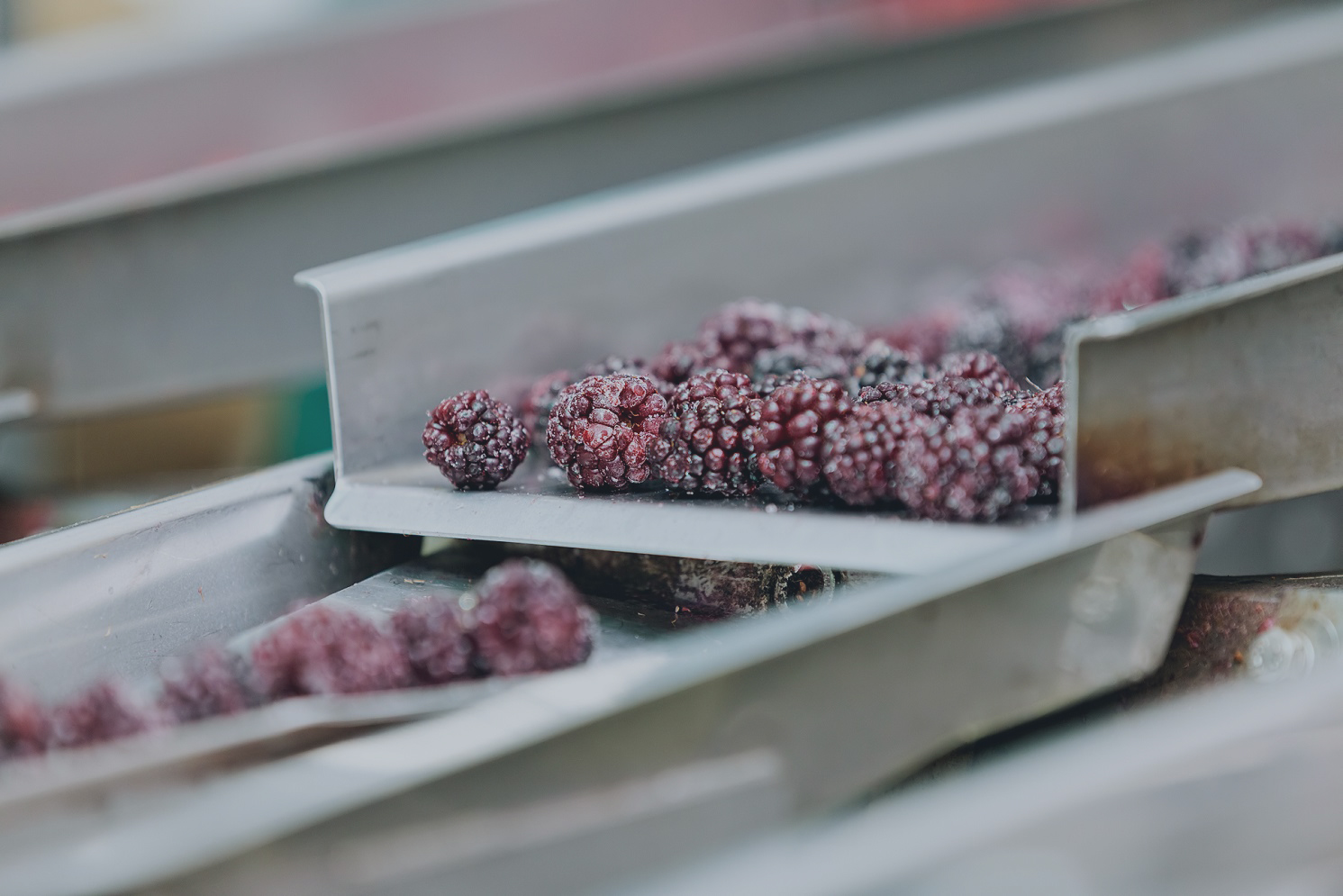 Frutas congeladas en bandeja industrial representando alimentos y bebidas como productos warrant